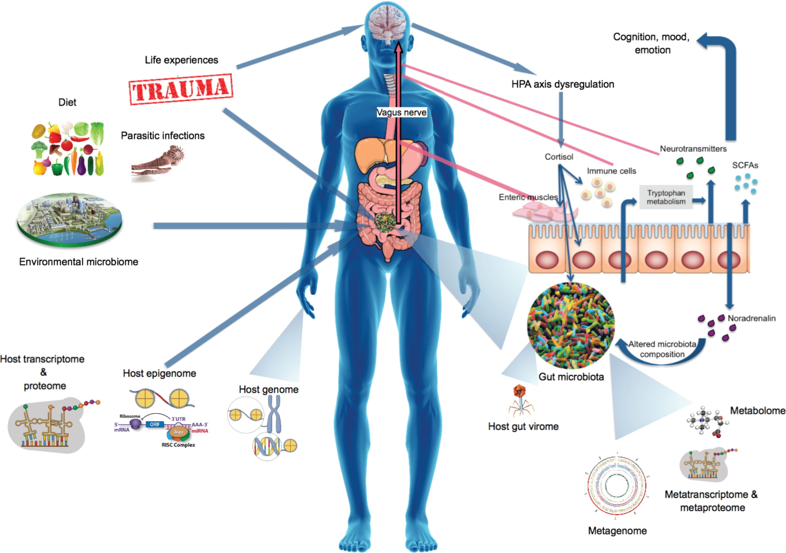 Links Between Gut Microbiome and Mental Health