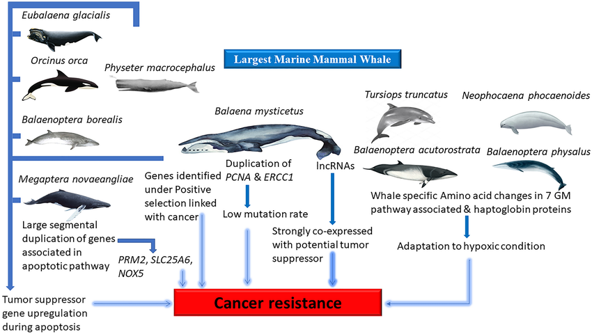 bowhead whale longevity